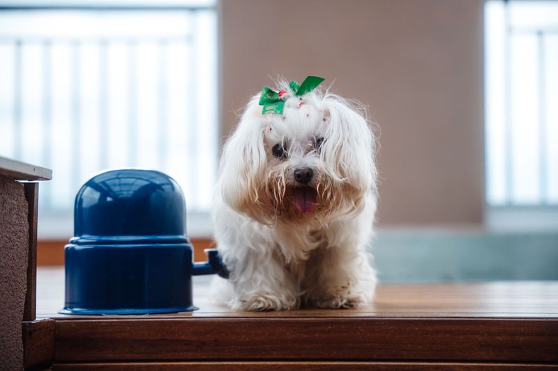 A good retirement companion shouldn't exhaust you - These dogs tend to prefer a gentler pace 5 Maltese