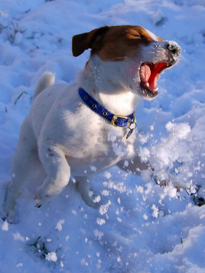 11 stubborn dog breeds that challenge owners daily - and still steal their hearts 12 Jack Russell Terrier