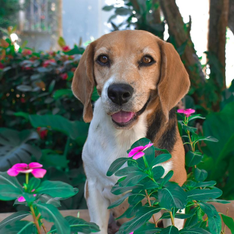 28 Friendly Dog Breeds That Thrive on Human Connection 17 Beagle