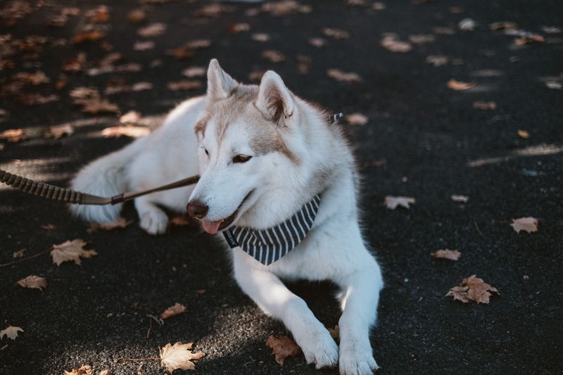 Friendly with people. Competitive with dogs. These 11 breeds often balance both 11 Siberian Husky