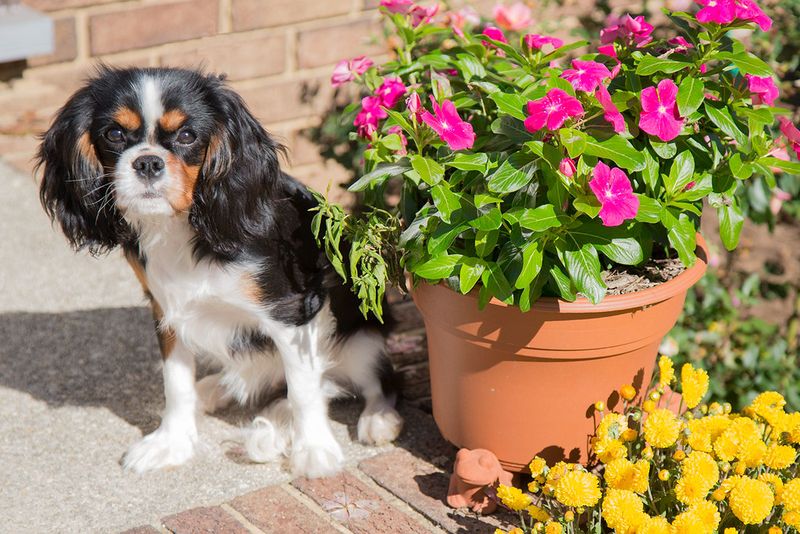The happiest moments for these 12 dog breeds rarely happen in the middle of a crowd 4 Cavalier King Charles Spaniel
