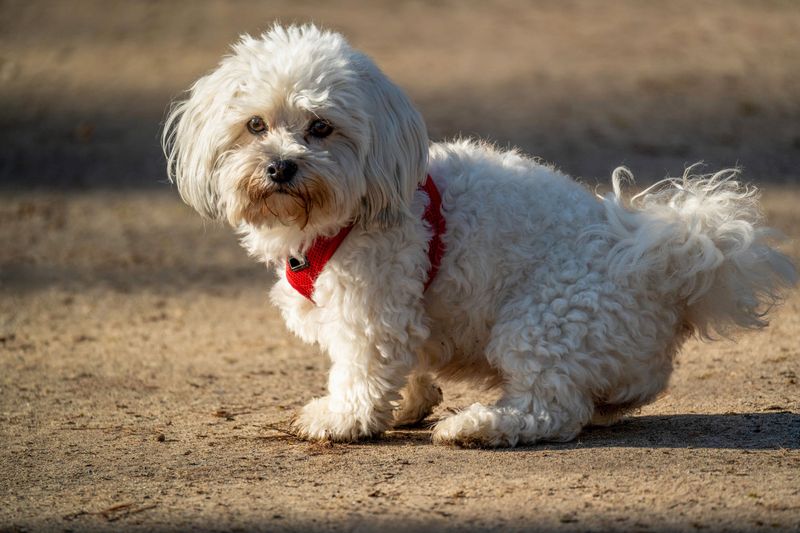 These dog breeds may follow you everywhere - but they don't always need you to entertain them 8 Maltese