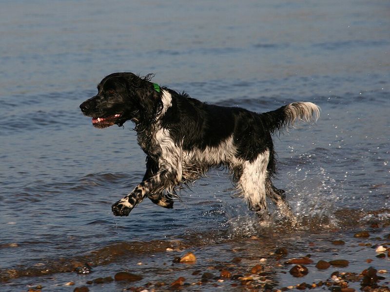Some dog breeds don't need a perfect routine - they simply adapt and move forward 9 English Springer Spaniel