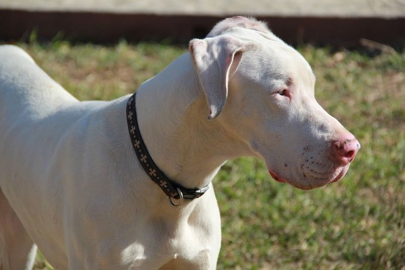 Great Dane
