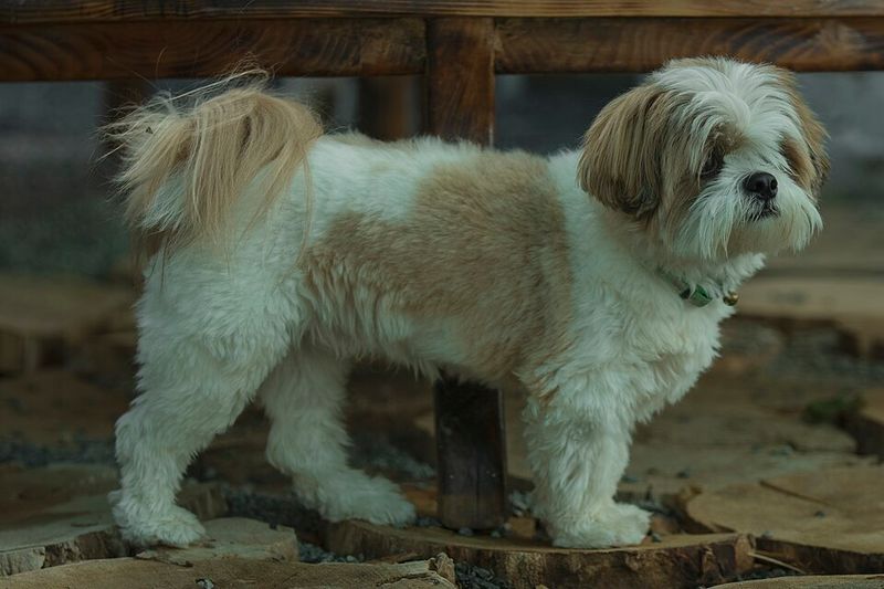 13 easy-to-live-with dog breeds people quietly adore 7 Shih Tzu