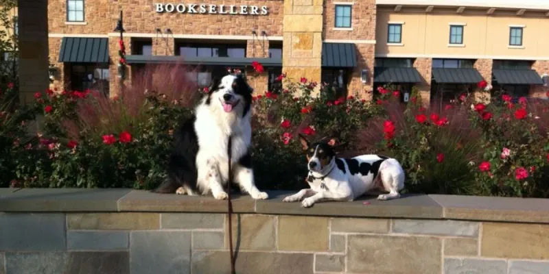 19 Dog Behaviors That Show How Well They Understand Human Emotions 19 Recognizing changes in voice pitch and volume