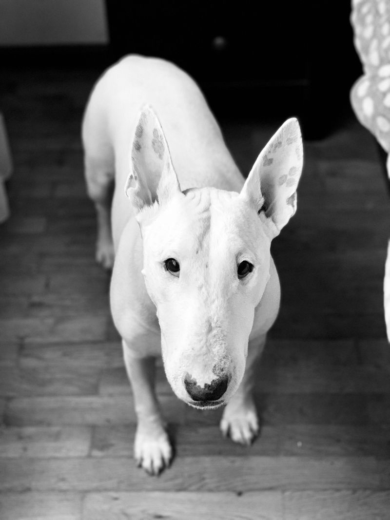 Bull Terrier
