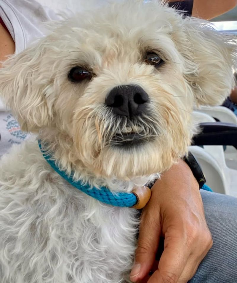 26 Popular Doodle Dog Mixes Loved for Their Personality and Charm 27 Terripoo