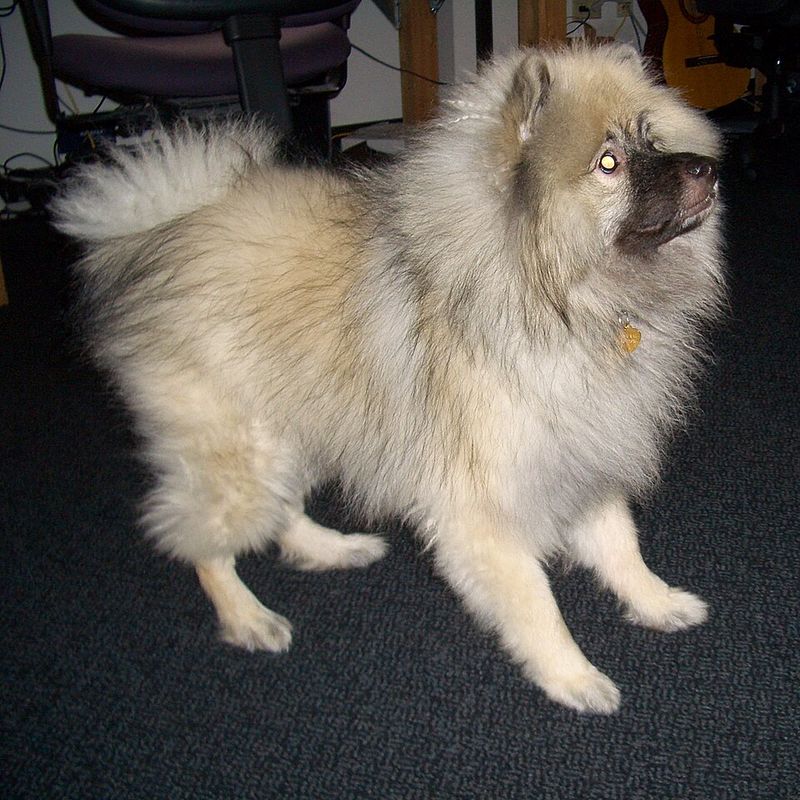 Keeshond