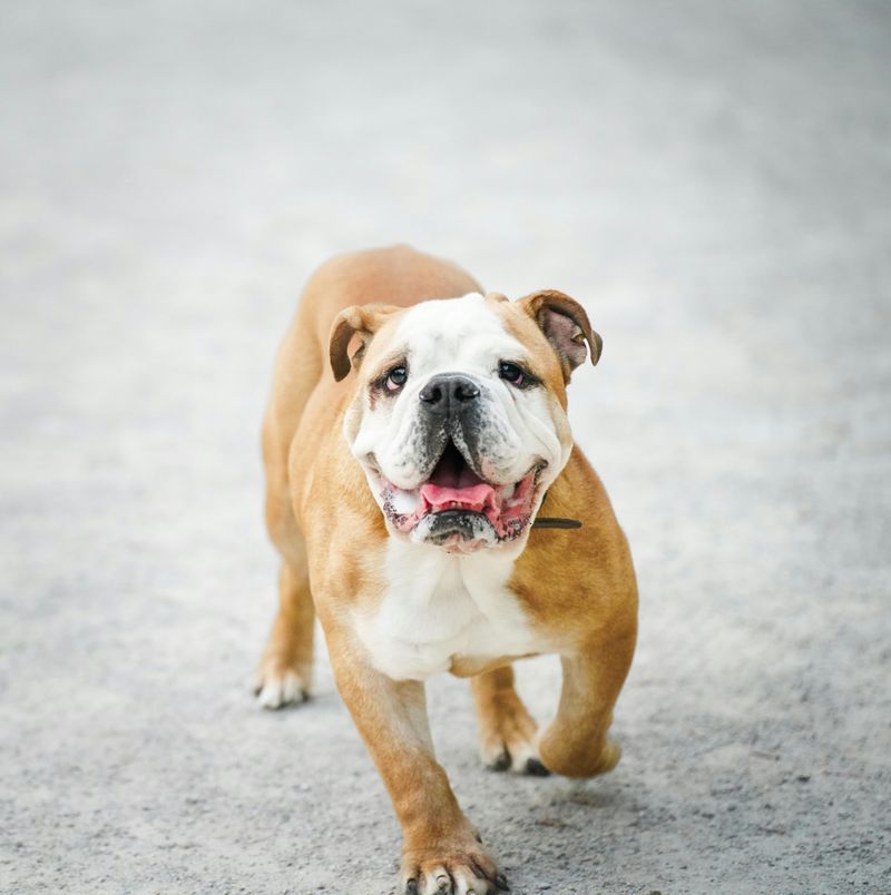 26 Bulldog Breeds Recognized for Their Strength and Endurance 2 English Bulldog