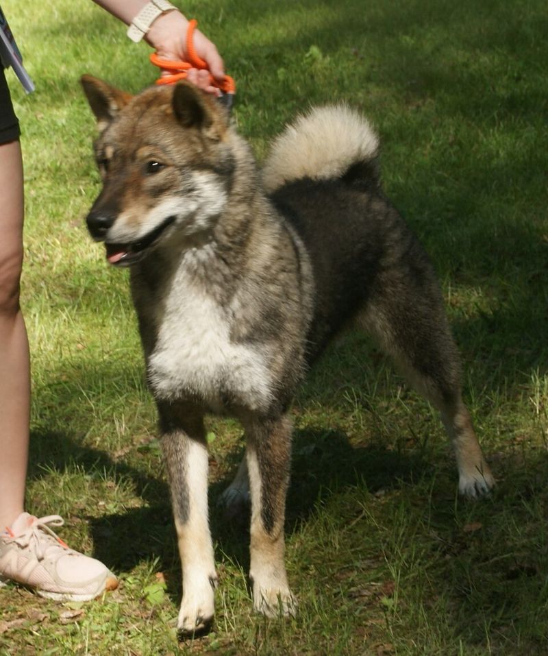 19 Rare Dog Breeds Known for Their Confident and Independent Nature 17 Shikoku