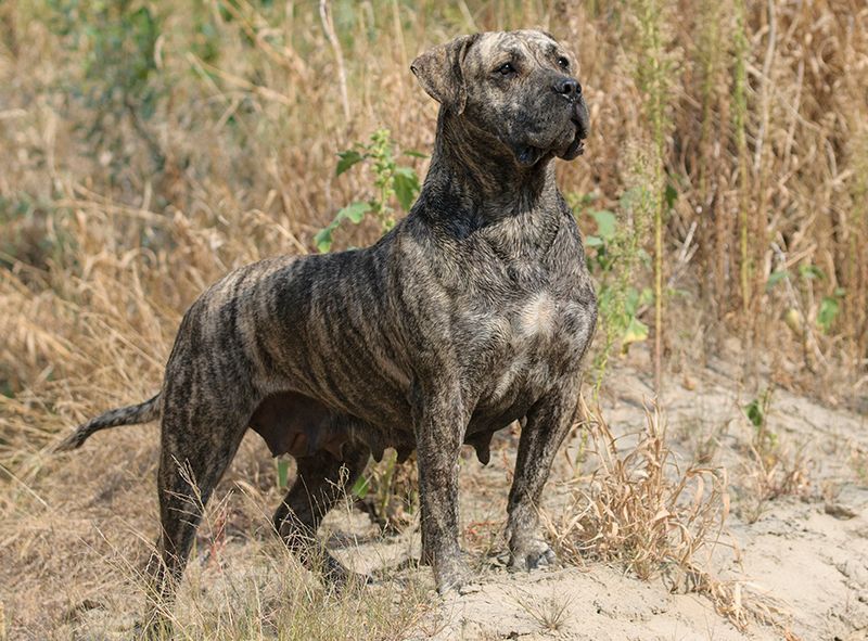 These 12 powerful dog breeds have a presence that's hard to ignore 6 Presa Canario