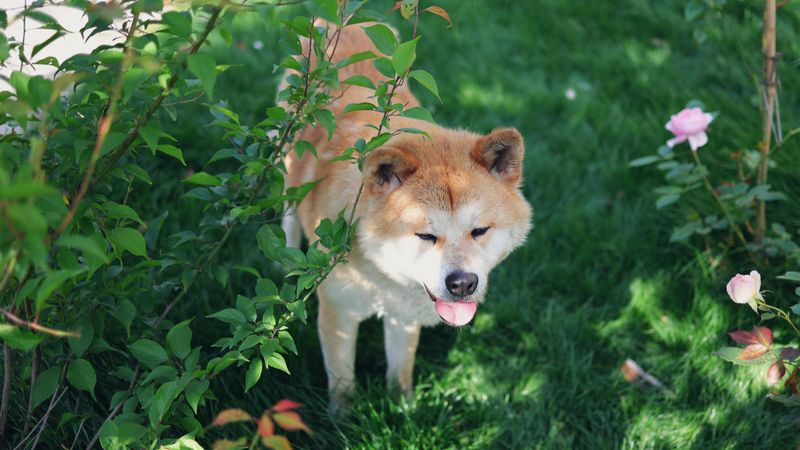 11 dog breeds that don’t just need training - they need the right kind of owner 5 Akita