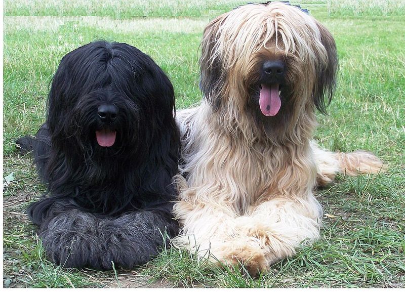 These 11 dog breeds stay stunning - until brushing becomes an afterthought 7 Briard