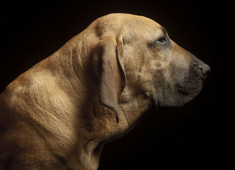 Fila Brasileiro