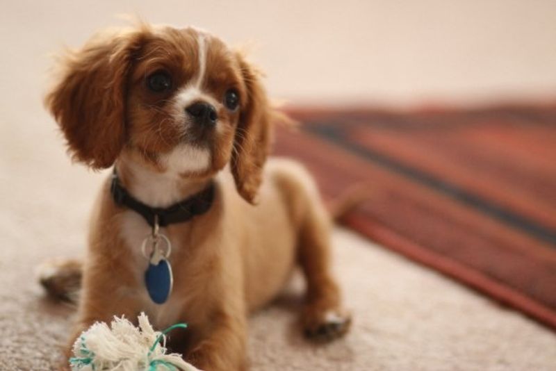 Cavalier King Charles Spaniel