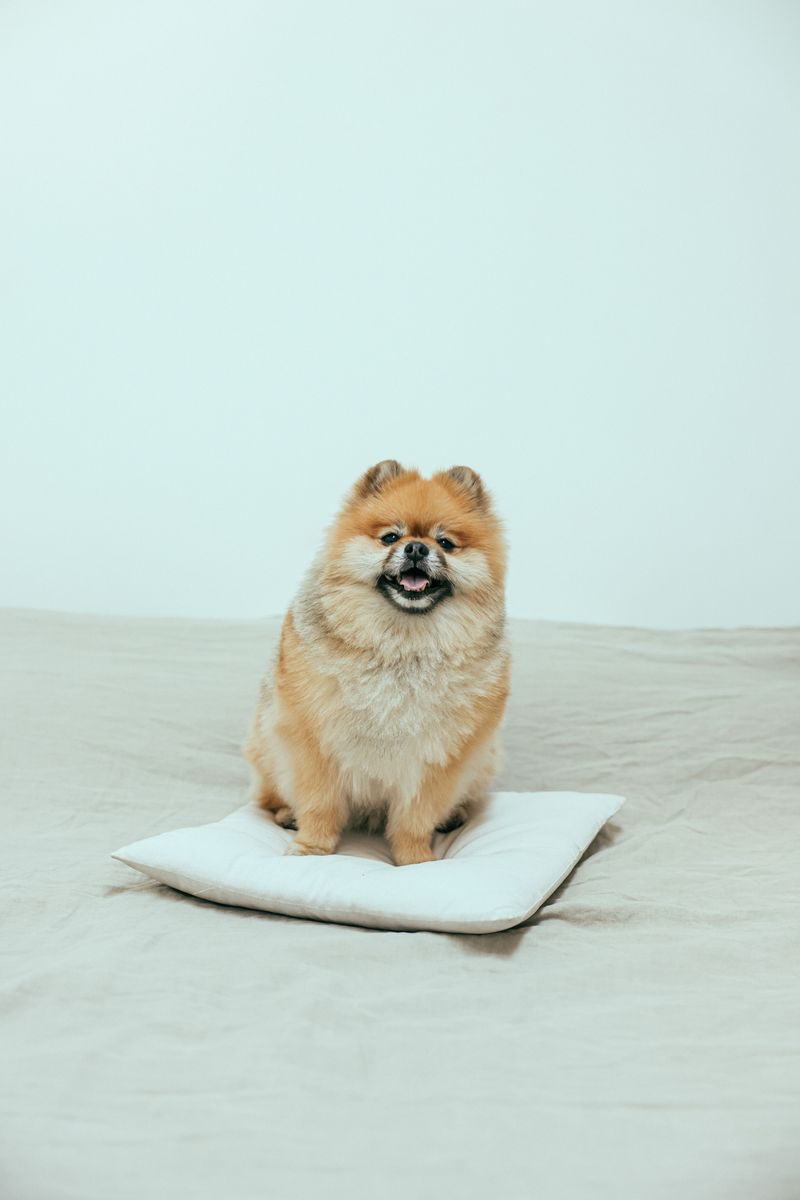 Pomeranian