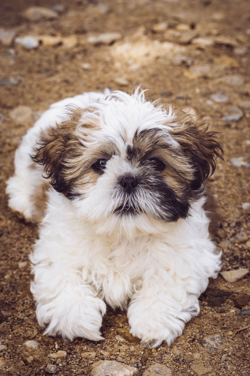 11 dog breeds that want to be treated like the babies of the family 5 Shih Tzu