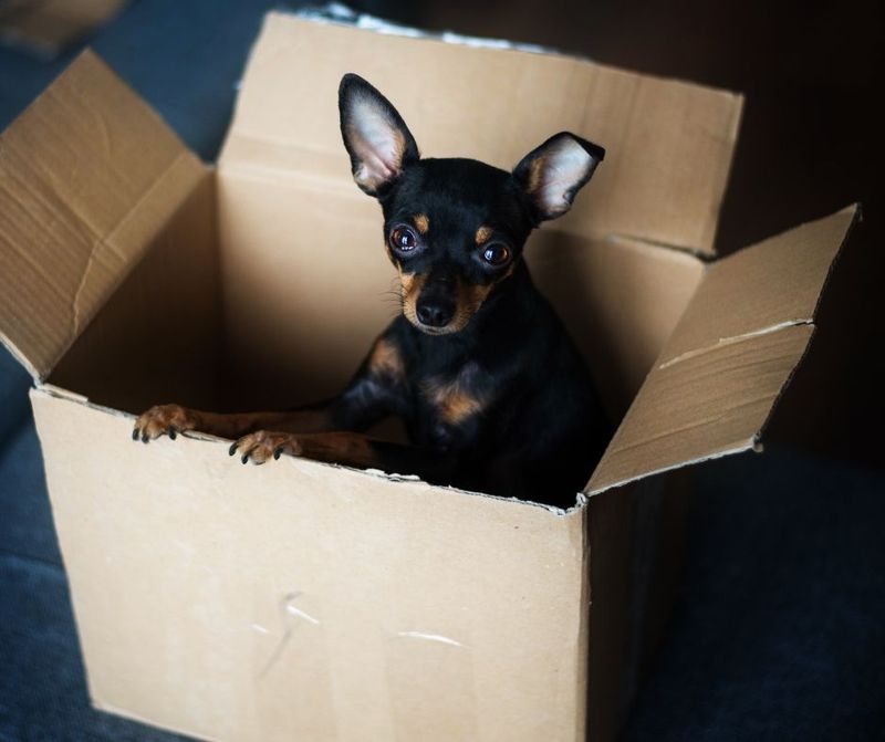 15 Dog Types That Are Happiest Living In Small Apartments 7 Chihuahua