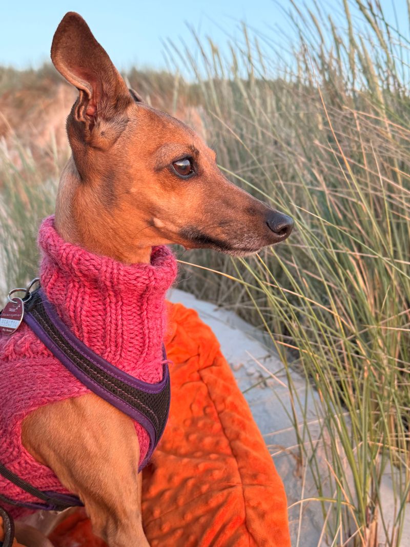 Think a tiny dog will be easy to control? These 13 breeds may surprise you 4 Miniature Pinscher