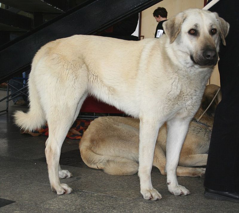 Owning dogs for years doesn't automatically prepare you for breeds that were developed to think independently 11 Anatolian Shepherd Dog