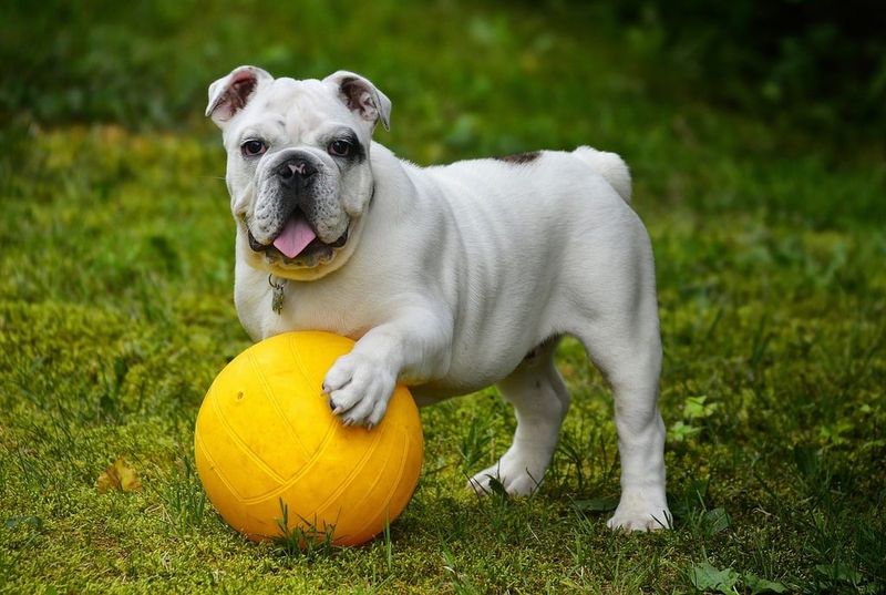 Research Reveals 25 Dog Breeds with the Shortest Average Lifespans — and Why 18 Bulldog
