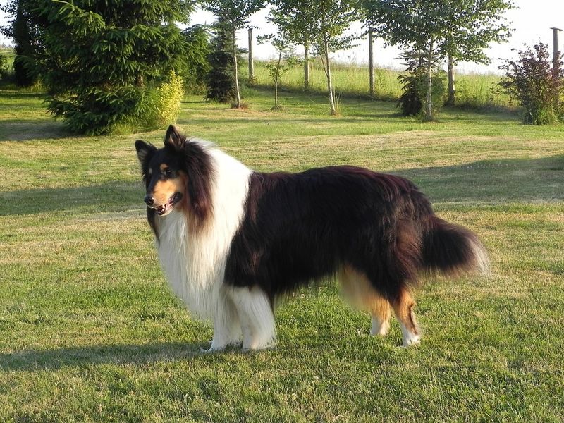 28 Trustworthy Dog Breeds Known for Their Unshakable Loyalty 14 Collie
