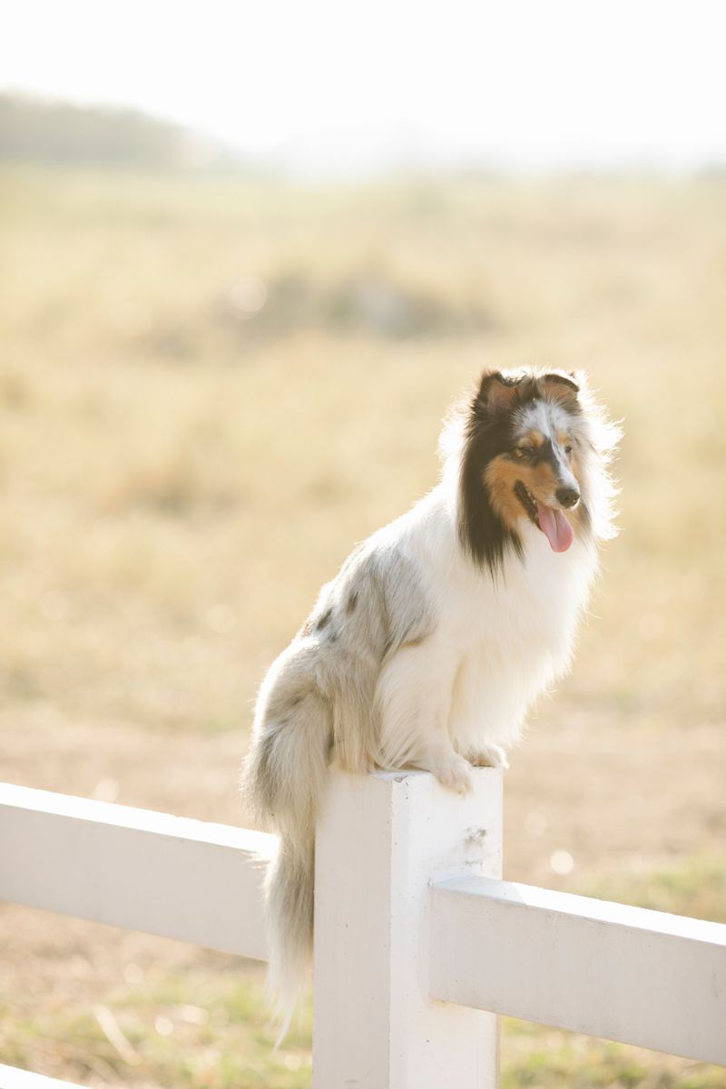 Change your morning routine and these observant dogs may immediately notice something is different 9 Shetland Sheepdog