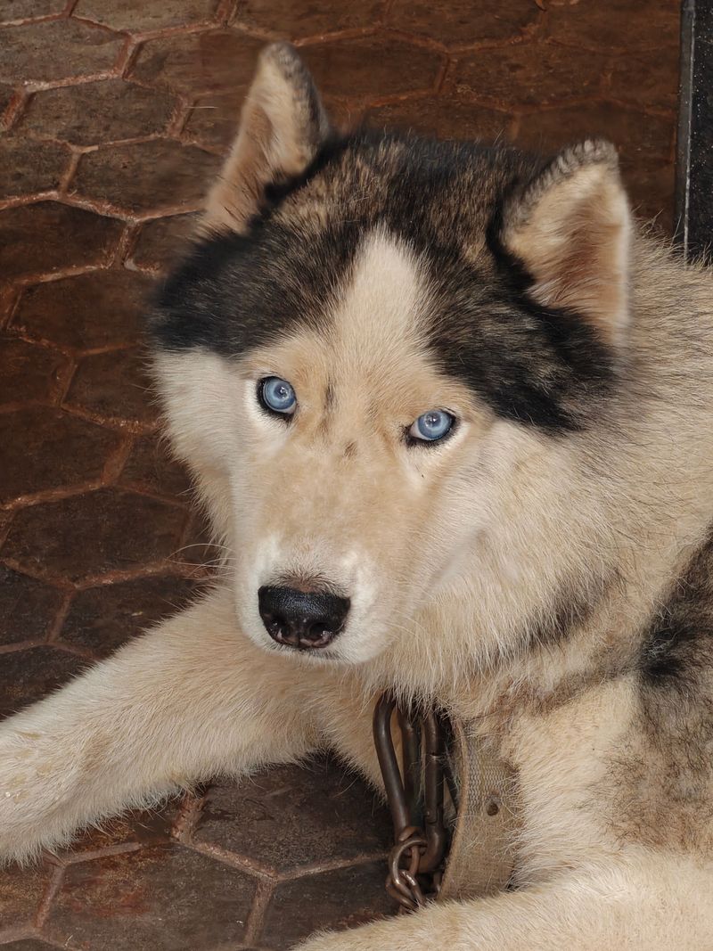 Siberian Husky