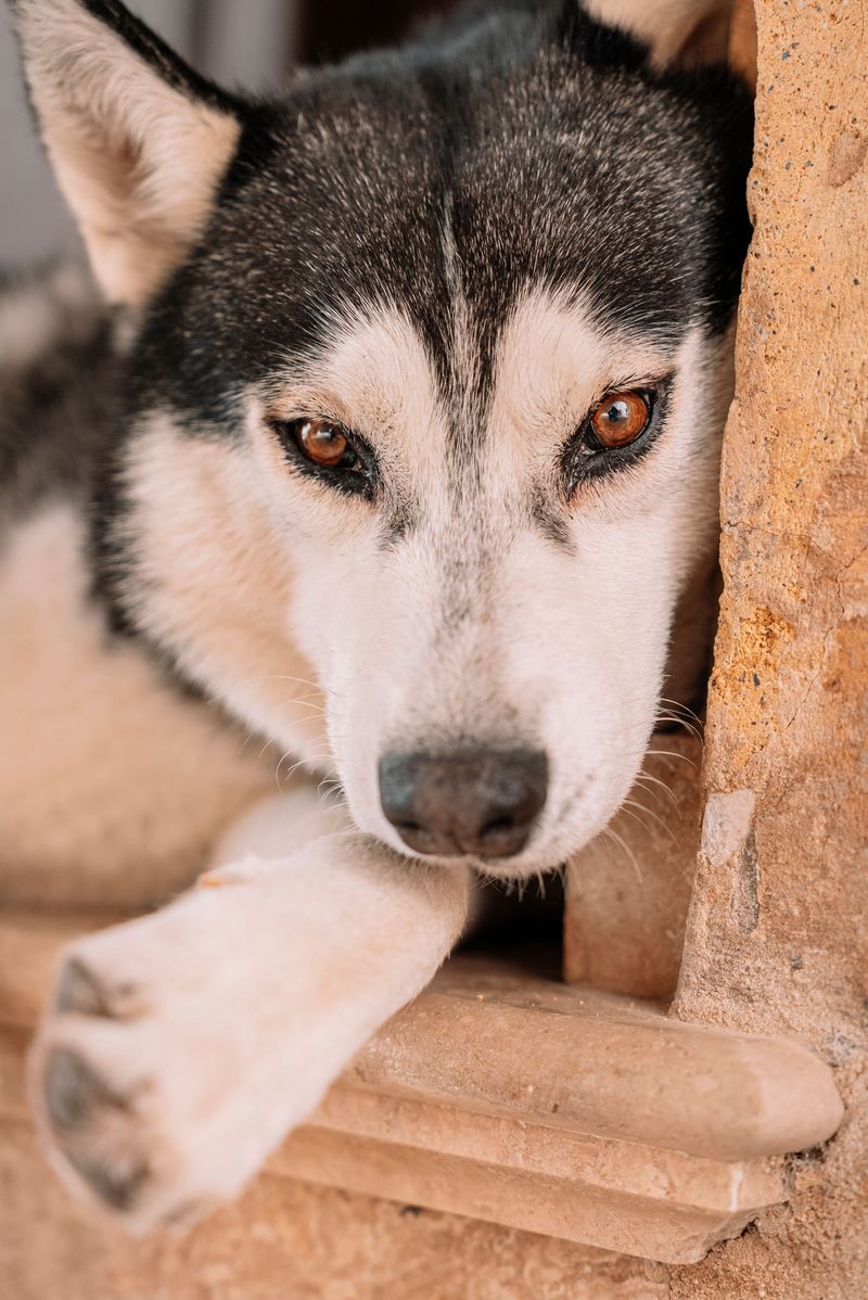 Siberian Husky