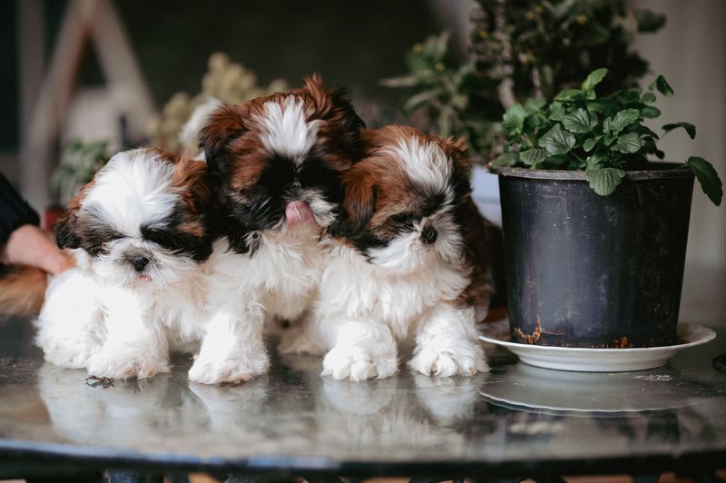 Shih Tzu 