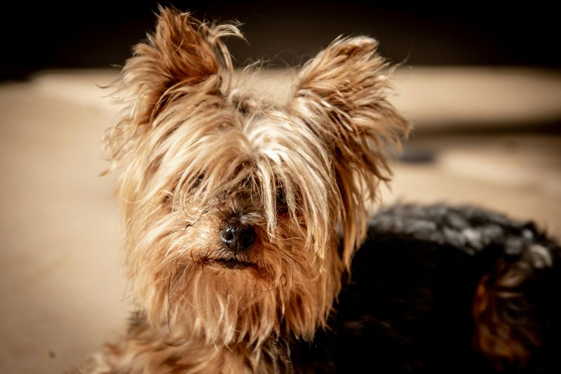17 Dog Breeds That Stay Delightfully Tiny and Puppy-Like Forever 5 Yorkshire Terrier