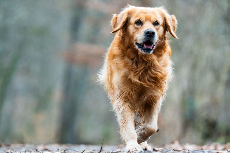 You brush, bathe and trim - but owners of these 12 dog breeds often forget the ears 5 Golden Retriever