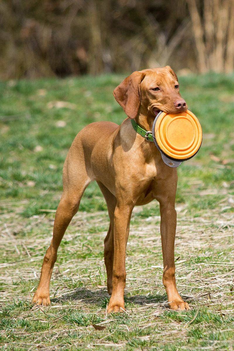 Fresh air and open trails bring out the best in these 11 adventurous dog breeds 2 Vizsla