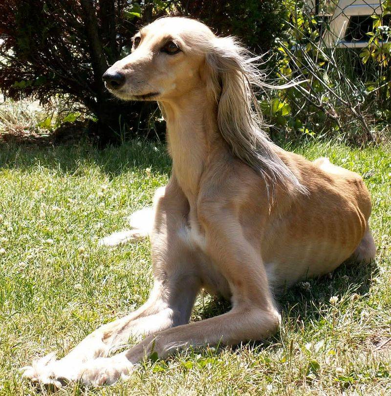 Saluki