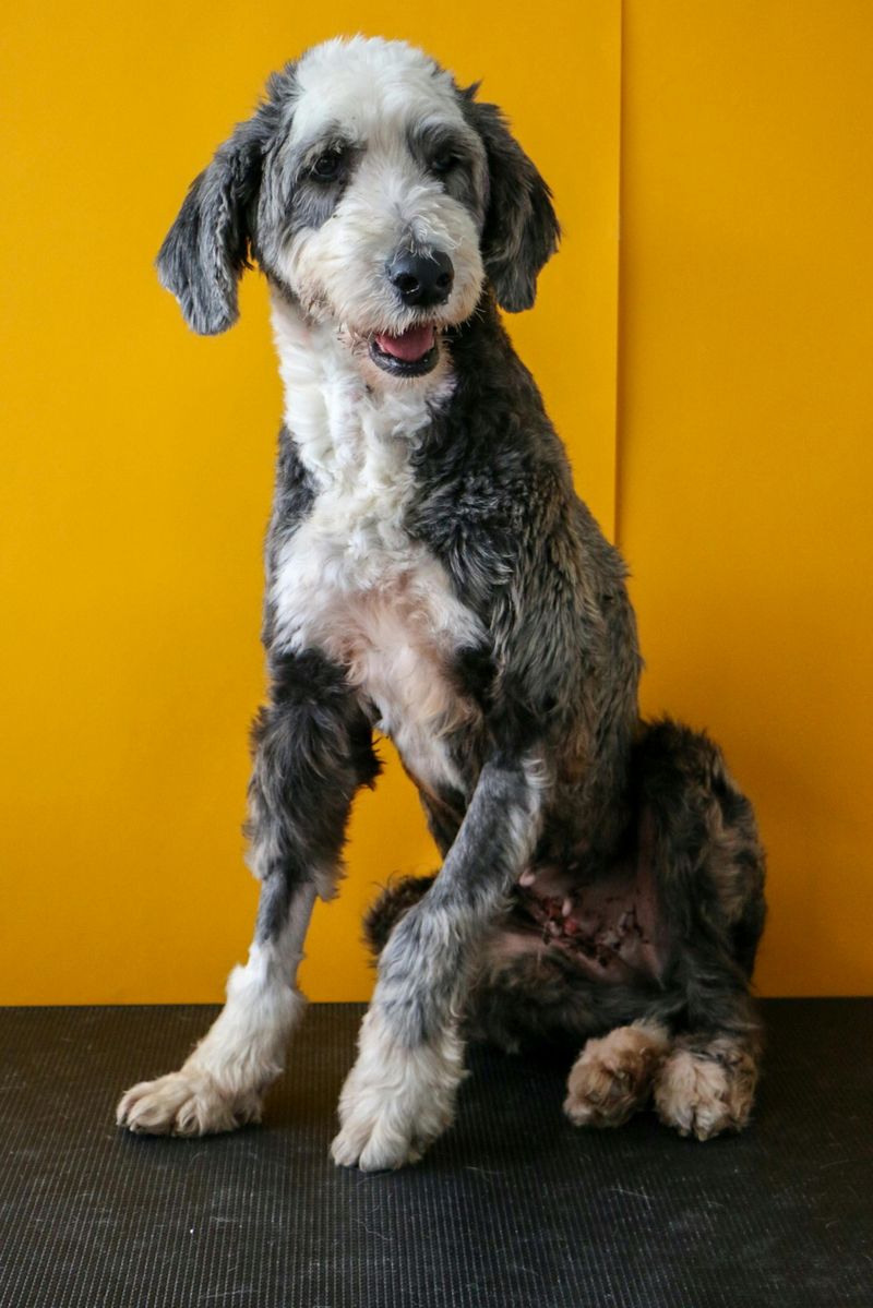 Sheepadoodle