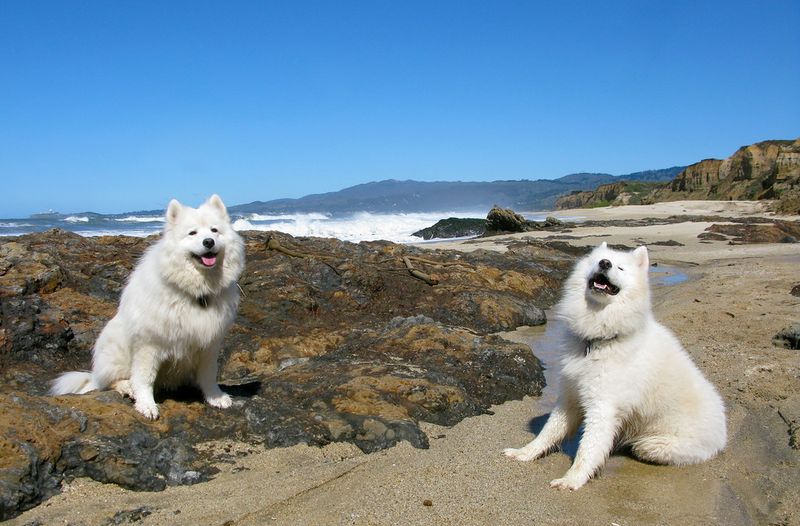 13 dogs that look like they belong on magazine covers - but their personalities may surprise you even more 4 Samoyed