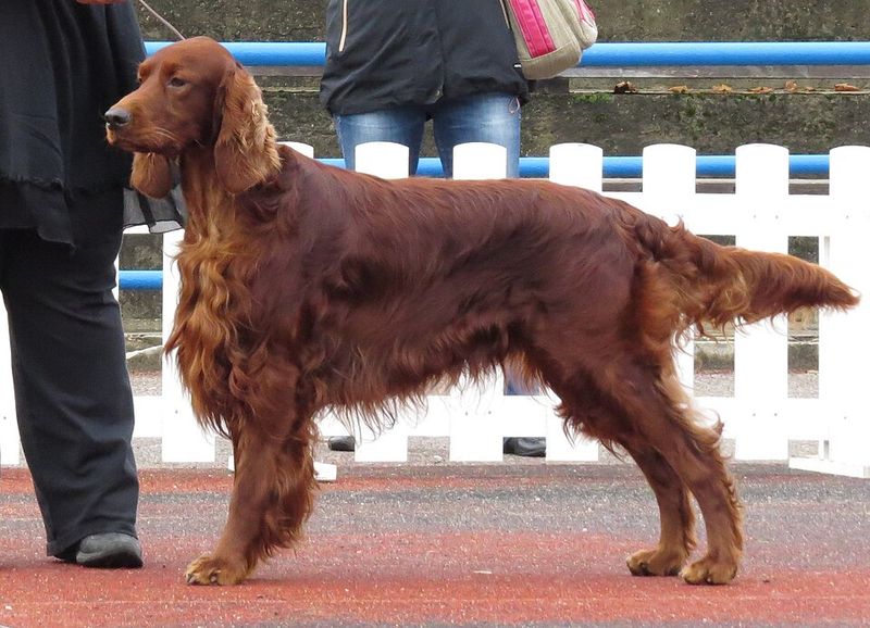 13 forever-young dog breeds that act like puppies well into adulthood 14 Irish Setter