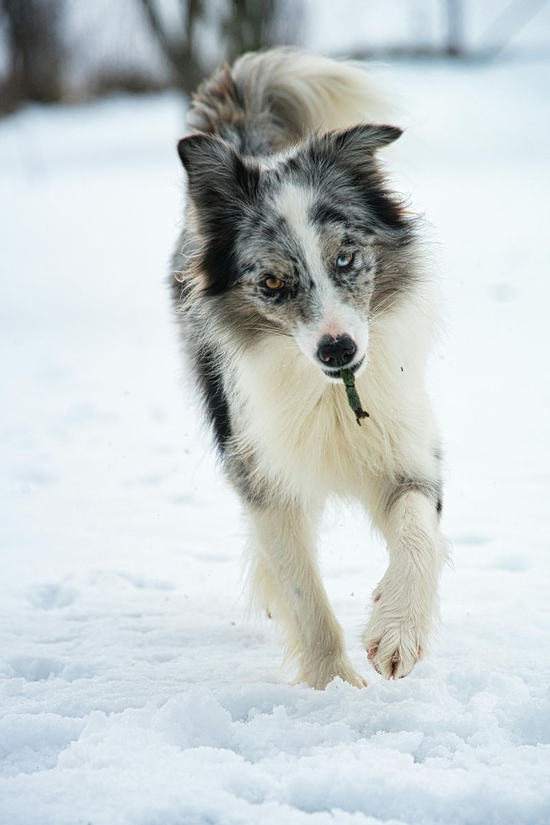 Border Collie