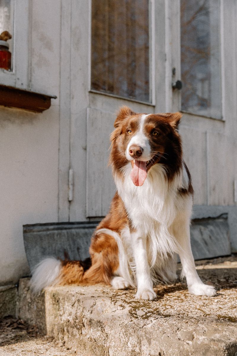 11 dog breeds admired across continents - plus 3 breeds becoming international favorites 9 Border Collie
