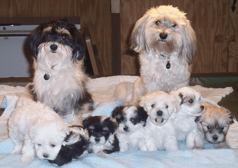 16 dog breeds that behave differently the second food is even mentioned 8 Havanese