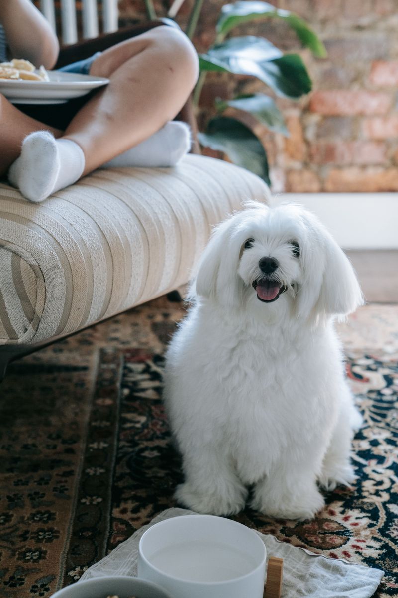 These 11 feeding habits quietly damage your dog's digestion over time 11 Excessive dairy products