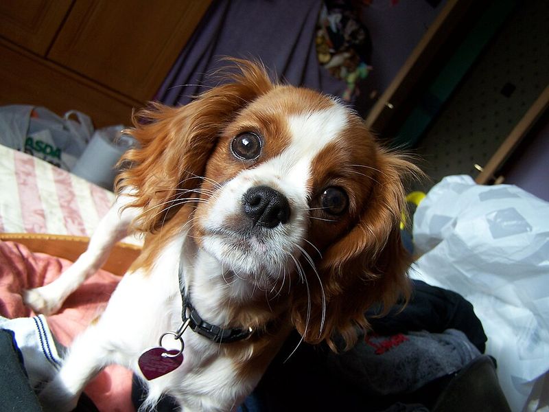 11 easygoing dog breeds seniors love, plus 3 that demand much more energy 2 Cavalier King Charles Spaniel