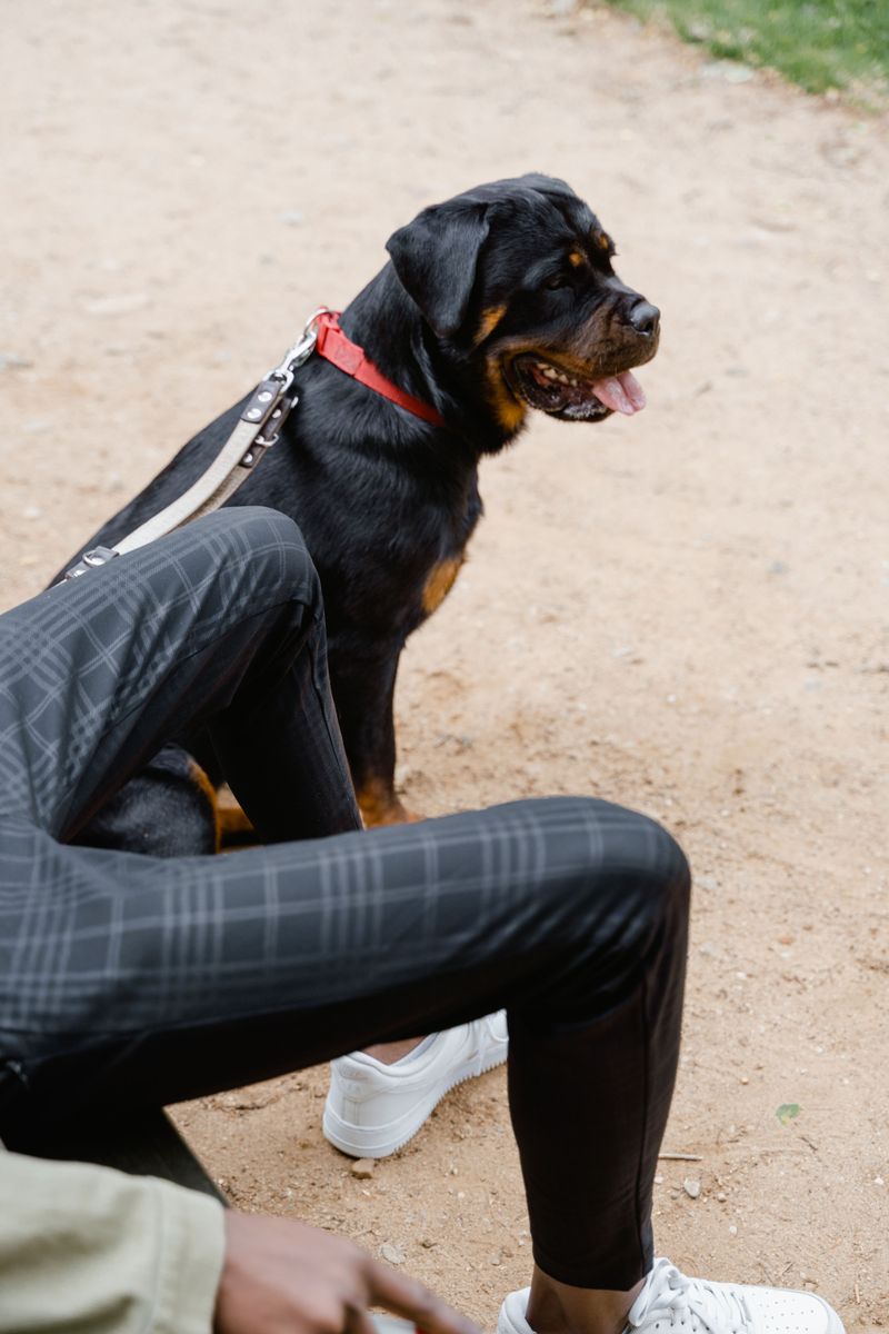Want instant affection? Look elsewhere - Want loyalty built slowly? Start with these dogs 3 Rottweiler