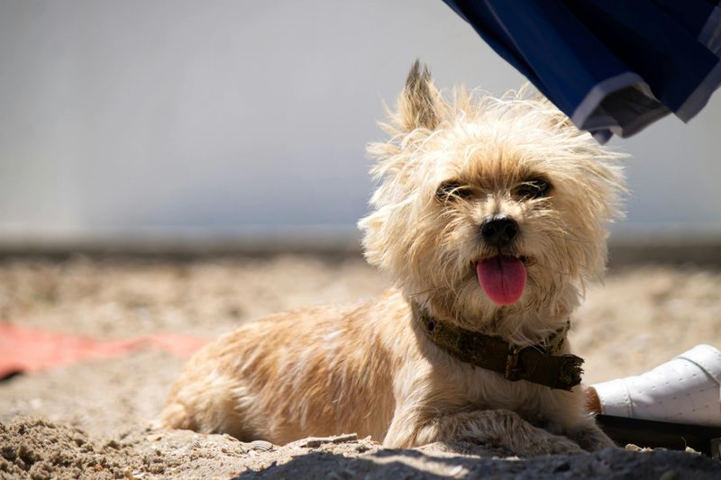 16 dog breeds that make digging look less like a habit and more like a mission 5 Cairn Terrier