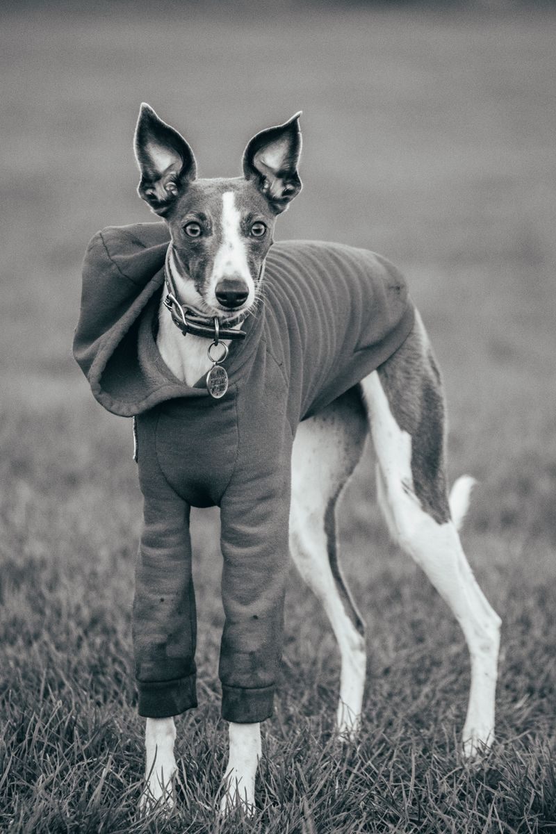 The wrong dog can make retirement harder - These breeds may fit a slower lifestyle better 9 Whippet