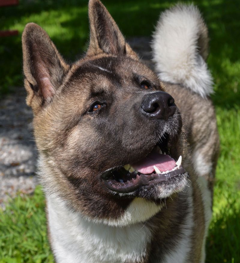 Physical Traits That Distinguish the American Akita