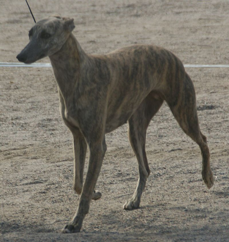Whippet