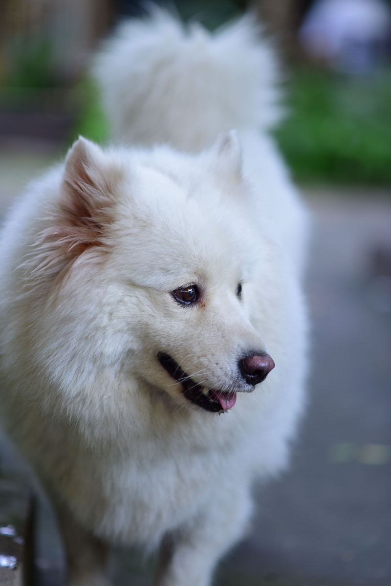 12 fluffy dog breeds that can make your favorite blanket seem a little less necessary 2 Samoyed
