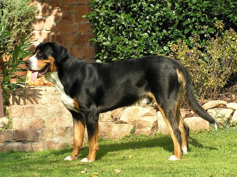 25 Dog Breeds Similar to the Bullmastiff in Strength and Temperament 13 Greater Swiss Mountain Dog